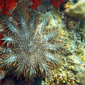 Acanthaster planci Acanthaster planci 印度尼西亚 Indonesia , 达拉湾 Derawan @LazyDiving.com 潜水时光