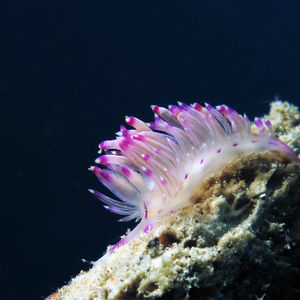 Coryphellina lotos 印度尼西亚 Indonesia , 马鲁古 Maluku , 安汶 Ambon @LazyDiving.com �潜水时光