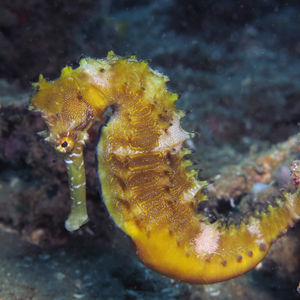 Hippocampus 印度尼西亚 Indonesia , 安汶 Ambon @LazyDiving.com 潜水时光