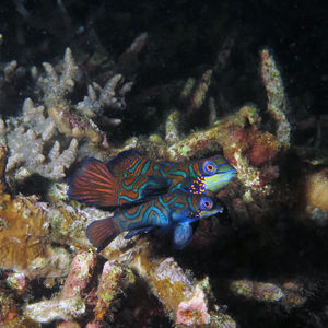 Synchiropus splendidus 印度尼西亚 Indonesia , 北苏拉威西 North Sulawesi , 蓝碧 Lembeh @LazyDiving.com 潜水时光