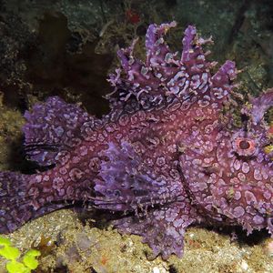 Rhinopias frondosa 印度尼西亚 Indonesia , 安汶 Ambon @LazyDiving.com 潜水时光