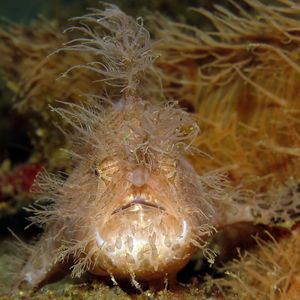 Antennarius striatus 印度尼西亚 Indonesia , 安汶 Ambon @LazyDiving.com 潜水时光