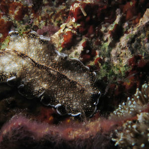 Acanthozoon alderi 印度尼西亚 Indonesia , 科莫多 Komodo @LazyDiving.com 潜水时光