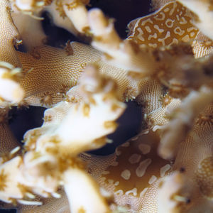 Waminoa 印度尼西亚 Indonesia , 达拉湾 Derawan @LazyDiving.com 潜水时光