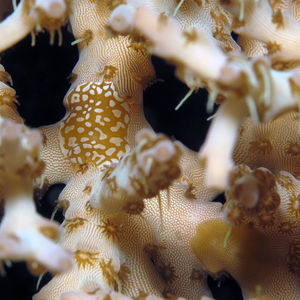 Waminoa 印度尼西亚 Indonesia , 达拉湾 Derawan @LazyDiving.com 潜水时光