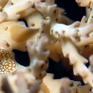 Waminoa 印度尼西亚 Indonesia , 达拉湾 Derawan @LazyDiving.com 潜水时光