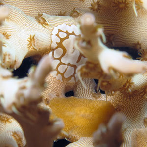 Waminoa 印度尼西亚 Indonesia , 达拉湾 Derawan @LazyDiving.com 潜水时光