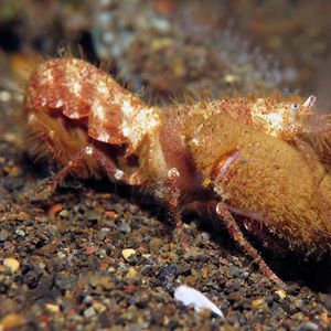 Alpheidae 印度尼西亚 Indonesia , 巴��厘岛 Bali , 艾湄湾 Amed Bay @LazyDiving.com 潜水时光