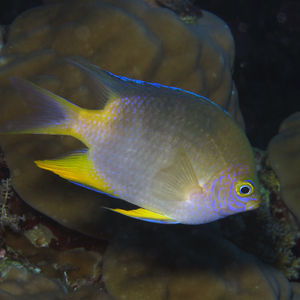 Amblyglyphidodon aureus 中苏拉威西 Central Sulawesi , 帕瑞吉 Parigi @LazyDiving.com 潜水�时光