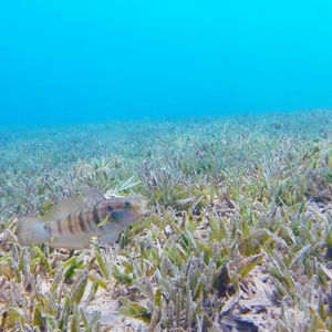 Amblygobius albimaculatus 埃及 Egypt , 达哈卜  Dahab @LazyDiving.com 潜水时光