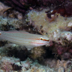 Amblygobius decussatus 中苏拉威西 Central Sulawesi , 托利托利 Toli Toli @LazyDiving.com 潜水时光