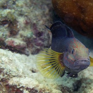 Amblygobius phalaena 菲律宾 Philippines , 阿尼洛 Anilao @LazyDiving.com 潜��水时光