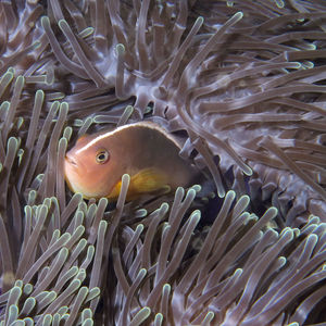 Amphiprion akallopisos 泰国 Thailand , �攀牙湾 Phang Nga Bay @LazyDiving.com 潜水时光