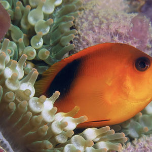 Amphiprion ephippium Amphiprion ephippium 番茄小丑鱼 Thailand 泰国 Phang Nga Bay 攀牙湾 @LazyDiving.com 潜水时光