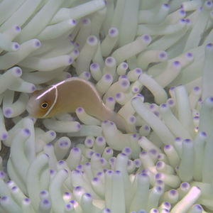 Amphiprion perideraion Amphiprion perideraion 粉红小丑鱼 Indonesia 印度尼西亚 Toli Toli 托利托利 @LazyDiving.com 潜水时光