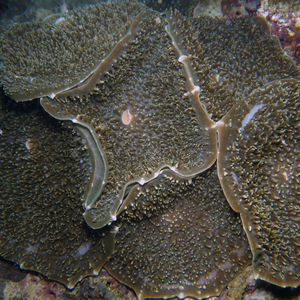 Amplexidiscus fenestrafer Amplexidiscus fenestrafer 印度尼西亚 Indonesia , 北马鲁古 North Maluku , 巴占群岛 Bacan Islands @LazyDiving.com 潜水时光