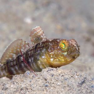 Amblygobius sphynx 东帝汶 Timor-Leste @LazyDiving.com 潜水时光