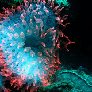 Entacmaea quadricolor 印度尼西亚 Indonesia , 托吉安群岛 Togian , Una Una @LazyDiving.com 潜水时光
