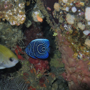 Pomacanthus imperator Pomacanthus imperator 印度尼西亚 Indonesia , 巴厘岛 Bali , 艾湄湾 Amed Bay @LazyDiving.com 潜水时光