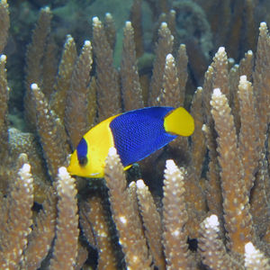 Centropyge bicolor 印度尼西亚 Indonesia , 马鲁古 Maluku , 安汶 Ambon @LazyDiving.com 潜水时光