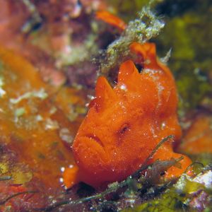 Antennarius pictus 日本 Japan , 柏岛 Kashiwa Island @LazyDiving.com 潜水时光