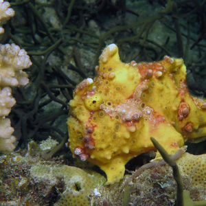 Antennarius maculatus 菲律宾 Philippines , 阿尼洛 Anilao @LazyDiving.com 潜水时光