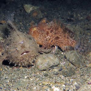 Antennarius striatus 印度