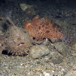 Antennarius striatus 印度尼西亚 Indonesia , 安汶 Ambon @LazyDiving.com 潜水时光