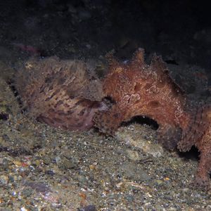 Antennarius striatus 印度尼西亚 Indonesia , 安汶 Ambon @LazyDiving.com 潜水时光