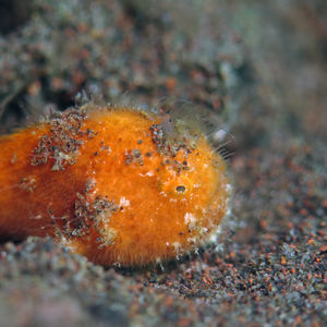 Antennarius striatus 印度尼西亚 Indonesia , 巴厘岛 Bali , 图蓝本 Tulamben @LazyDiving.com 潜水时光