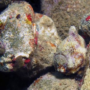 Antennatus tuberosus 印度尼西亚 Indonesia , 安汶 Ambon @LazyDiving.com 潜水时光