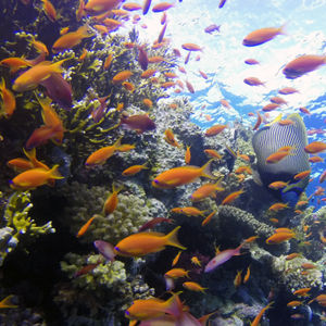 Pseudanthias squamipinnis 埃及 Egypt , 赫尔加达 Hurghada @LazyDiving.com 潜水时光
