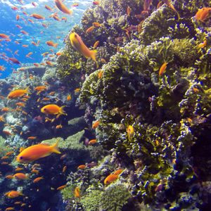 Pseudanthias squamipinnis 埃及 Egypt , 赫尔加达 Hurghada @LazyDiving.com 潜水时光