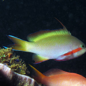 Pseudanthias huchtii 印度尼西亚 Indonesia , 安汶 Ambon @LazyDiving.com 潜水时光