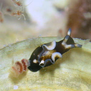 Aplysia nigrocincta 印度尼西亚 Indonesia , 托吉安群岛 Togian , Bomba @LazyDiving.com 潜水时光