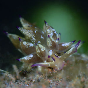 Aplysiopsis 印度尼西亚 Indonesia , 巴厘岛 Bali , 图蓝本 Tulamben @LazyDiving.com 潜水时光