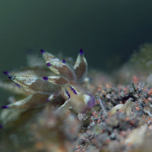 Aplysiopsis 印度尼西亚 Indonesia , 巴厘岛 Bali , 图蓝本 Tulamben @LazyDiving.com 潜水时光