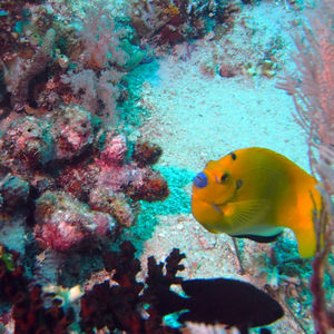 Apolemichthys trimaculatus 印度尼西亚 Indonesia , 四王群岛 Raja Ampat @LazyDiving.com 潜水时光