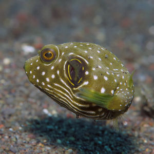 Arothron hispidus 印度尼西亚 Indonesia , 巴厘岛 Bali , 艾湄湾 Amed Bay @LazyDiving.com 潜�水时光