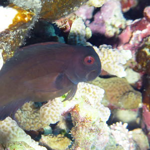 Atrosalarias fuscus Atrosalarias fuscus Indonesia 印度尼西亚 Togian 托吉安群岛 Una Una  @LazyDiving.com 潜水时光