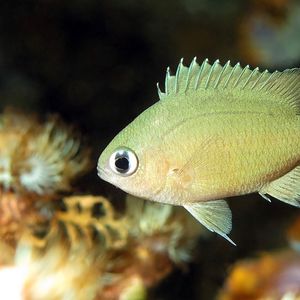 Azurina lepidolepis 印度尼西亚 Indonesia , �安汶 Ambon @LazyDiving.com 潜水时光