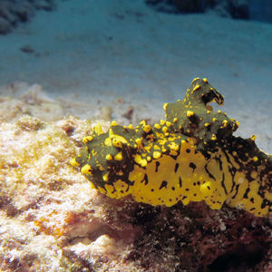 Notodoris gardineri 印度尼西亚 Indonesia , 四�王群岛 Raja Ampat @LazyDiving.com 潜水时光