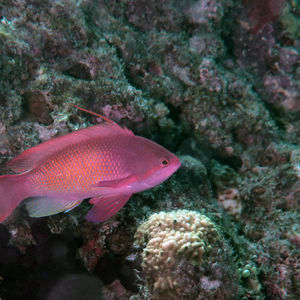 Pseudanthias squamipinnis 马尔代夫 Maldives @LazyDiving.com 潜水时光