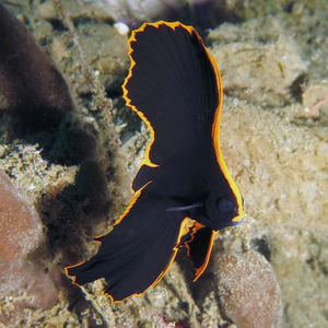 Platax pinnatus Platax pinnatus 印度尼西亚 Indonesia , 马鲁古 Maluku , 安汶 Ambon @LazyDiving.com 潜水时光