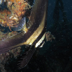 Platax teira Platax teira 印度尼西亚 Indonesia , 北苏拉威西 North Sulawesi , 蓝碧 Lembeh @LazyDiving.com 潜水时光