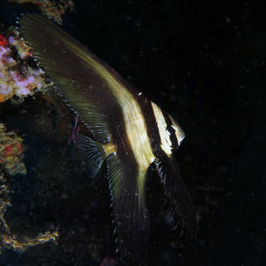 Platax teira Platax teira 印度尼西亚 Indonesia , 北苏拉威西 North Sulawesi , 蓝碧 Lembeh @LazyDiving.com 潜水时光