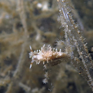 Bermudella pellucida 印度尼西亚 Indonesia , 蓝碧 Lembeh @LazyDiving.com 潜水时光