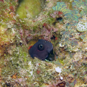 Ecsenius bicolor 马尔代夫 Maldives @LazyDiving.com 潜水时光