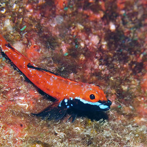 Helcogramma fuscopinna 日本 Japan , 柏岛 Kashiwa Island @LazyDiving.com 潜水时光