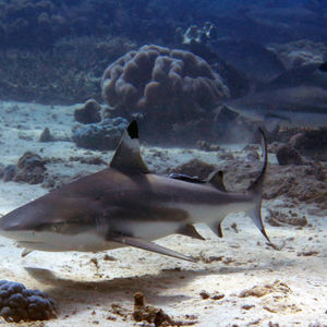 Carcharhinus melanopterus 中苏拉威西 Central Sulawesi , 栋加拉 Donggala @LazyDiving.com 潜水时光